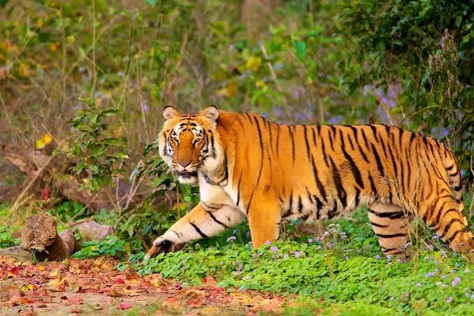Jim Corbett Jeep Safari