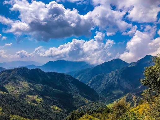 Dhanaulti Pine Forests