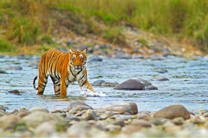 Corbett