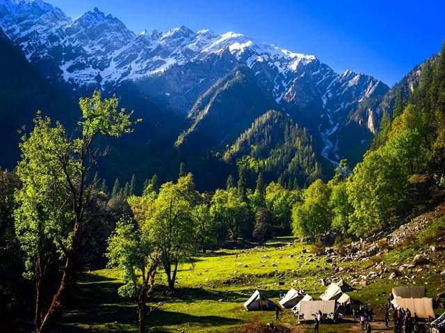 Himalayan Pines