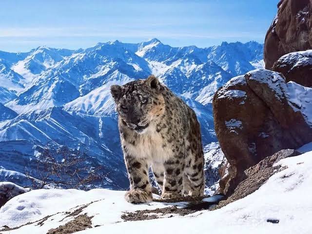 Snow Leopard